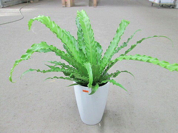 楽天市場 アスプレニウム ビクトリア 7号 観葉植物 タニワタリ シダ 熱帯 チャセンシダ 鉢植え 販売 苗 苗木 送料無料 インテリア 贈り物 ギフト お誕生日 記念日 開店祝い ブルーミンググレイス