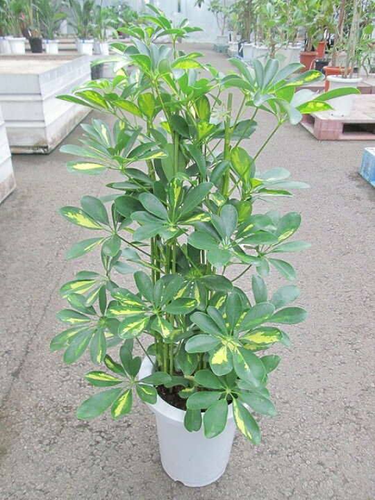 楽天市場】斑入り シェフレラ・ホンコン・カポック 7号 観葉植物 