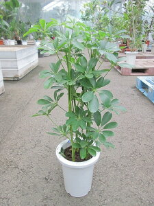 VFtEzREJ|bN 7 ϗtA A c CeA 蕨 Mtg  A ̓ a LO JXj htJmLy05P01Mar15z