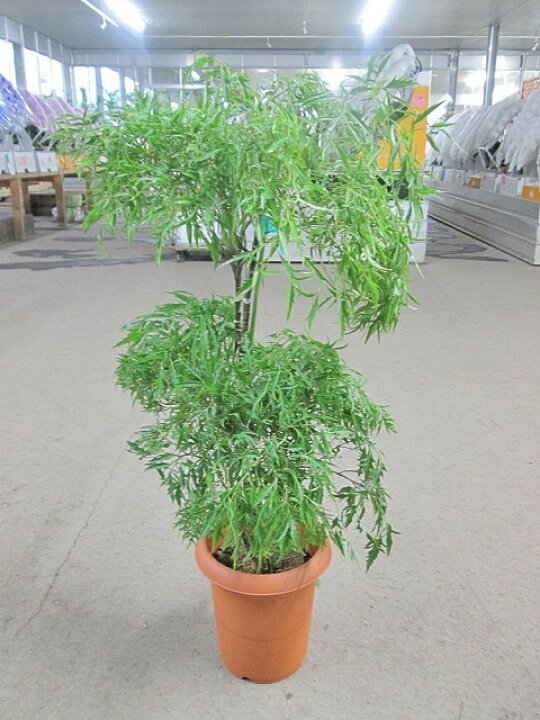 楽天市場】タイワンモミジ（ポリシャス）8号 しだれ 観葉植物 