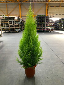 ゴールドクレスト 10号 もみの木の代わりとして、クリスマスシーズンに大人気の観葉植物です。かわいいオーナメントを付けて、クリスマスツリーを楽しみませんか。【smtb-s】