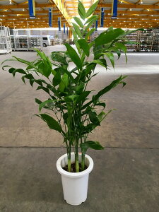 `hA 8 ϗtA X^CbV A c ][g 썑  Ε ̓ v[g Mtg hV CeA vc 蕨 ay05P01Mar15z