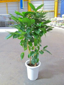 コーヒーの木 8号 深い緑色のツヤツヤした葉っぱが特徴の美しい観葉植物です。きれいな緑がインテリアにもよく映え大変人気のありますので、プレゼントや贈り物にも最適です。