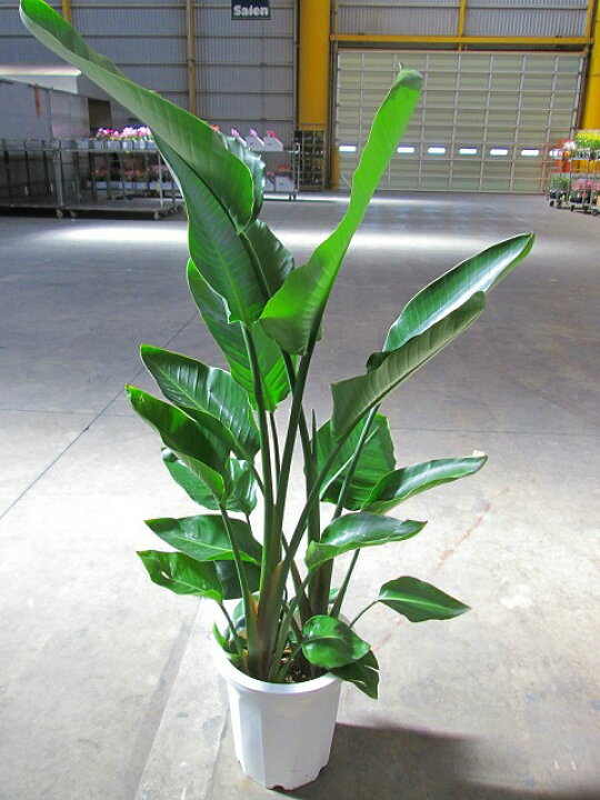 楽天市場】ストレリチア オーガスタ 10号 観葉植物 鉢植え 苗 リゾート