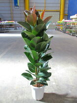 楽天市場】フィカス バーガンディ（観葉植物｜花・観葉植物）：花 