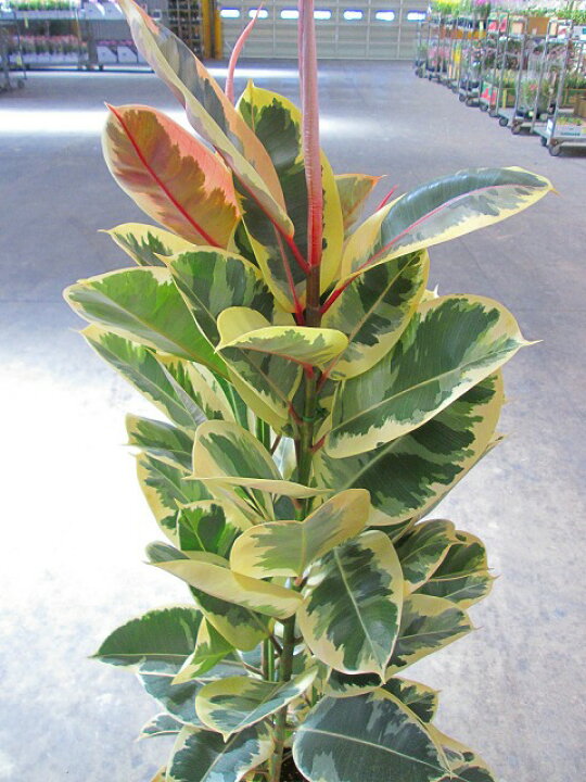 楽天市場】フィカス・ティネケ 10号 観葉植物 ゴムの木 斑入り 販売 苗 