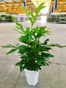 XemJ[pX 8 ϗtA VkAcX XemJvX 唫 A ̔ c c  CeA 蕨 Mtg a LO JXj