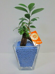 ハイドロカルチャー 観葉植物 ネオコール (ブルー) スクエア 9.5パイ ガジュマル 水耕栽培 お中元 お歳暮 母の日 プレゼント ギフト 敬老 インテリア プランツ 贈り物 誕生日