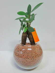 nChJ`[ ϗtA lIR[ (x[W) ou10 KW} k͔|  Ε ̓ v[g Mtg hV CeA vc 蕨 a