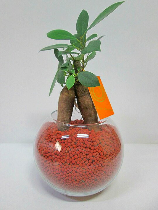 楽天市場 ハイドロカルチャー 観葉植物 ネオコール ブラウン バブ10 ガジュマル 水耕栽培 お中元 お歳暮 母の日 プレゼント ギフト 敬老 インテリア プランツ 贈り物 誕生日 ブルーミンググレイス 楽天市場 ハイドロカルチャー 観葉植物 ネオコール ブラウン バブ10 ガジュマル 水耕栽培 お中元 お歳暮 母の日 プレゼント ギフト 敬老 インテリア プランツ 贈り物 誕生日 ブルーミンググレイス