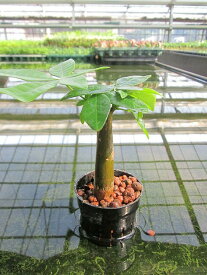 水耕栽培 苗 パキラ（ミドル） 水耕栽培 ハイドロカルチャー 室内園芸 苗木 苗 観葉植物 インテリア ミニ