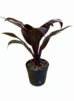 楽天市場】観葉植物パープルコンパクターの通販