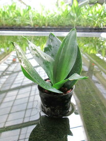 水耕栽培 苗 サンスベリア グリーン（ミドル） 水耕栽培 ハイドロカルチャー 室内園芸 苗木 苗 観葉植物 インテリア ミニ