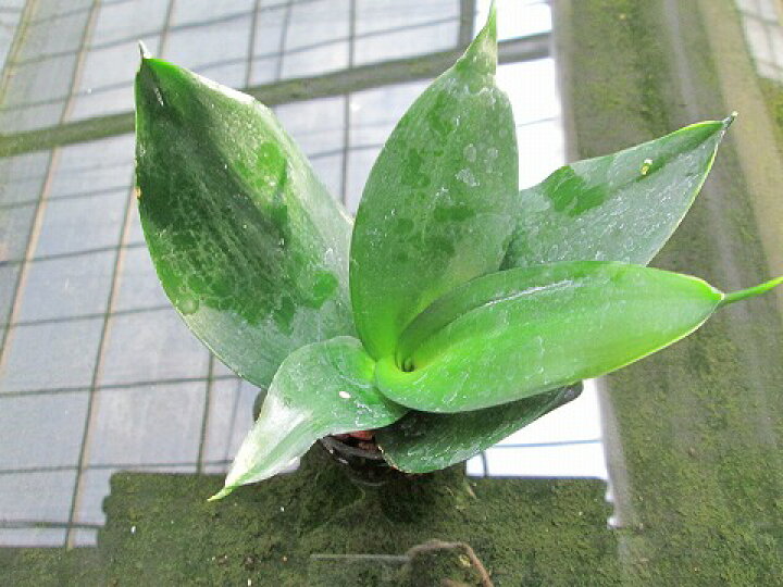 サンスベリア ハイブリッド キュート苗 2号 6f 観葉植物 ハイドロカルチャー 水耕栽培 インテリアグリーン 海外