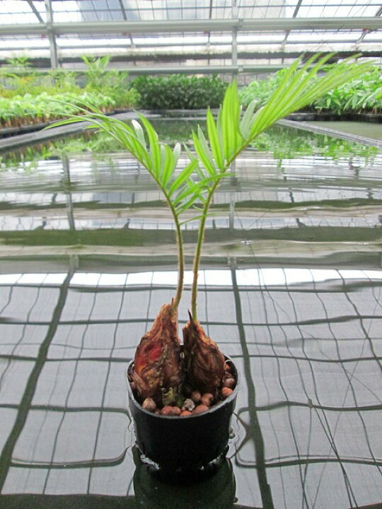 楽天市場 水耕栽培 苗 ソテツ ハイドロカルチャー 室内園芸 苗木 苗 観葉植物 インテリア ミニ ブルーミンググレイス