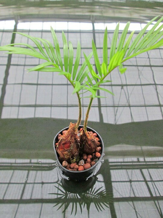 楽天市場 水耕栽培 苗 ソテツ ハイドロカルチャー 室内園芸 苗木 苗 観葉植物 インテリア ミニ ブルーミンググレイス 楽天市場 水耕栽培 苗 ソテツ ハイドロカルチャー 室内園芸 苗木 苗 観葉植物 インテリア ミニ ブルーミンググレイス