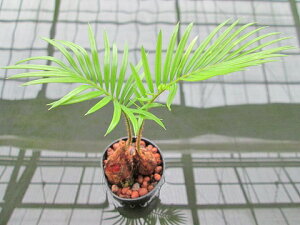 楽天市場 水耕栽培 苗 ソテツ ハイドロカルチャー 室内園芸 苗木 苗 観葉植物 インテリア ミニ ブルーミンググレイス