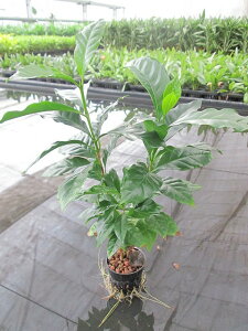 コーヒーの木 観葉植物の人気商品 通販 価格比較 価格 Com