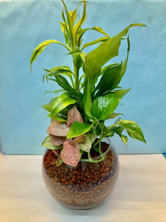 楽天市場 ハイドロカルチャー観葉植物 ハイドロボール バブ18 大人気のハイドロカルチャー観葉植物です ハイドロボールは無菌 無臭でとても清潔 また 水分を含ませるとマイナスイオンが発生します お部屋のインテリアや贈り物に最適です ブルーミンググレイス