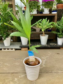 楽天市場 観葉植物 ココヤシの通販
