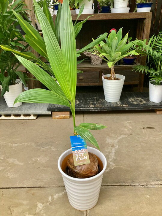 楽天市場】ココヤシ 8号 陶器鉢 ヤシの木 観葉植物 ヤシの実 ヤシノミ 