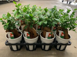 KW} 4 11 ϗtA A c  Ε ̓ v[g Mtg hV CeA vc 蕨 a 삪h