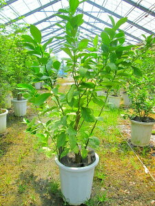 果実 鉢植えの人気商品 通販 価格比較 価格 Com