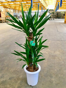 bJEGt@eByX 7 ϗtA CeA N̖