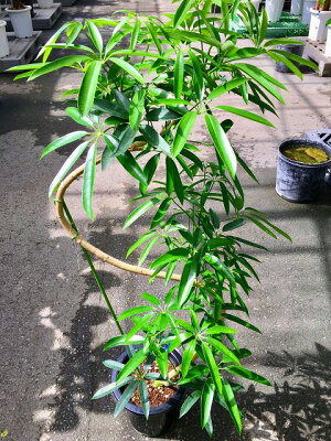 楽天市場 アンガスティ フォリア 曲がり 8号 観葉植物 シェフレラ 大鉢 鉢植え 販売 苗 苗木 送料無料 インテリア 贈り物 ギフト お誕生日 記念日 開店祝い ブルーミンググレイス