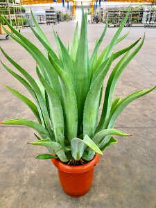 AKx 8 ϗtA E[c 唫 A ̔ c c  CeA 蕨 Mtg a LO JXj