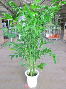 `hA 10 ϗtA X^CbV A c ][g 썑  Ε ̓ v[g Mtg hV CeA vc 蕨 ay05P01Mar15z