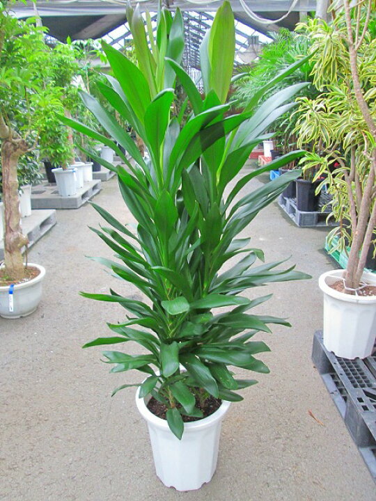 楽天市場】ドラセナ・グローカル 10号 観葉植物 コルディリネ 大鉢 