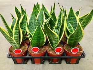 サンスベリア 4号の人気商品 通販 価格比較 価格 Com