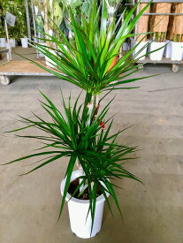 楽天市場 マジナータ 花言葉の通販