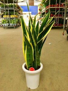 観葉植物 サンスベリア トラノオの人気商品 通販 価格比較 価格 Com