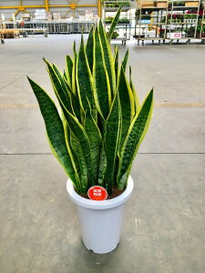 観葉植物 サンスベリア トラノオの通販 価格比較 価格 Com