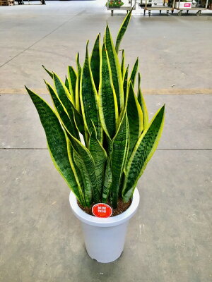 楽天市場 サンセベリア トリファスキアタ サンスベリア 8号 マイナスイオン 観葉植物 インテリア 空気清浄 サンス 虎の尾 トラノオ Smtb S ブルーミンググレイス
