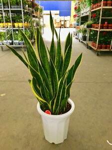 観葉植物 サンスベリア トラノオの人気商品 通販 価格比較 価格 Com