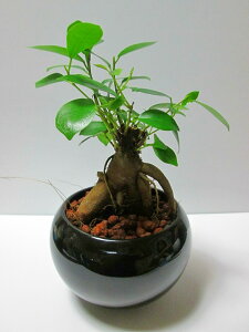観葉植物 ガジュマル ハイドロの人気商品 通販 価格比較 価格 Com