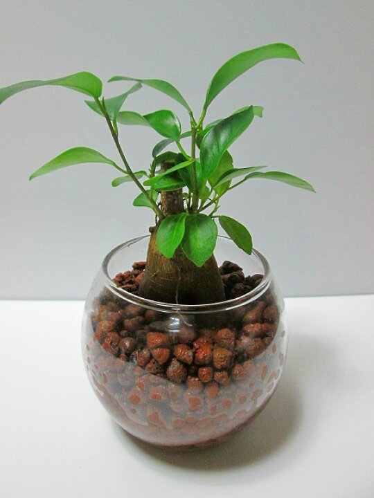楽天市場 ハイドロカルチャー 観葉植物 ハイドロボール バブ10 ガジュマル 水耕栽培 お中元 お歳暮 母の日 プレゼント ギフト 敬老 インテリア プランツ 贈り物 誕生日 ブルーミンググレイス