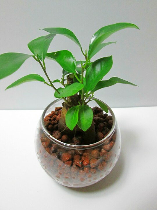ハイドロカルチャー 観葉植物 ガジュマル ハイドロボール 白丸陶器鉢 水耕栽培 母の日 プレゼント ギフト 敬老 インテリア プランツ 贈り物 誕生日 若者の大愛商品