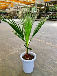 観葉植物 ワシントンヤシの人気商品 通販 価格比較 価格 Com