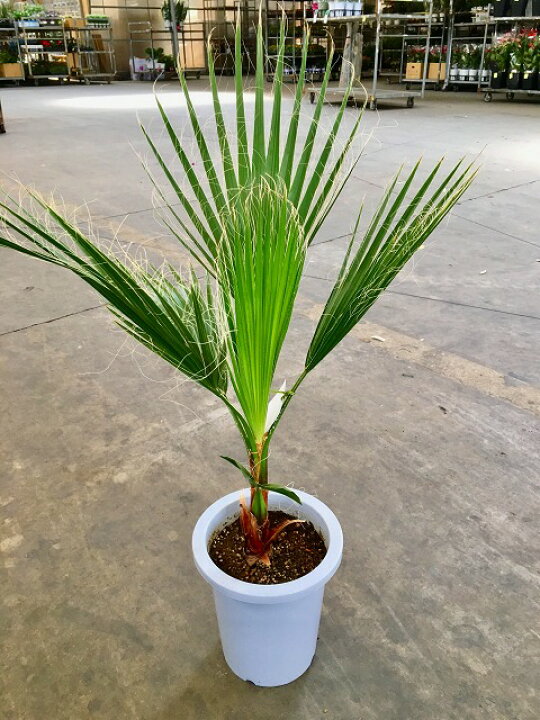 楽天市場】ワシントンヤシ 8号 観葉植物 ワシントニア シラガヤシ 大鉢 