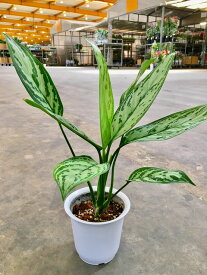 楽天市場 アグラオネマ 高さ 植物 70cm 観葉植物 花 観葉植物 花 ガーデン Diyの通販