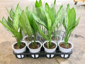 4号 鉢 観葉植物の通販 価格比較 価格 Com 4号 鉢 観葉植物の通販 価格比較 価格 Com