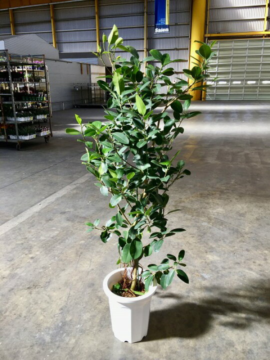 楽天市場】フランスゴム 10号(フィカス・ルビギノーサ) 10号 観葉植物 
