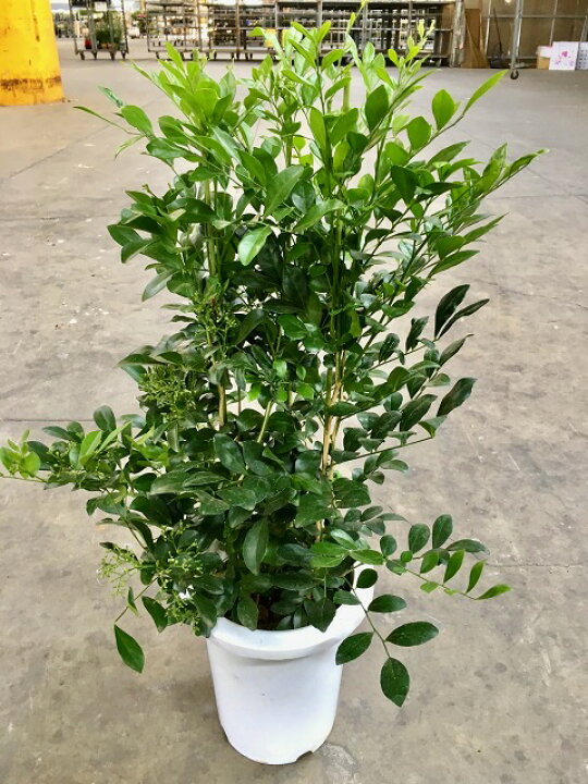 楽天市場 シルクジャスミン 7号 ゲッキツ 月橘 観葉植物 鉢植え 販売 苗 苗木 送料無料 インテリア 贈り物 ギフト お誕生日 記念日 開店祝い Smtb S ブルーミンググレイス