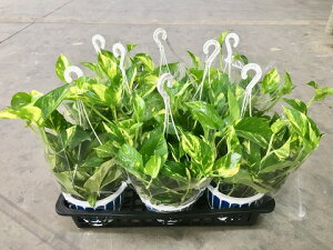 |gX ݂ 5 8 ϗtA A c  Ε ̓ v[g Mtg hV CeA vc 蕨 aysmtb-sz