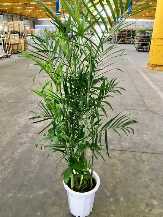 楽天市場】セフリジヤシ 10号 セフリジー 大鉢 観葉植物 
