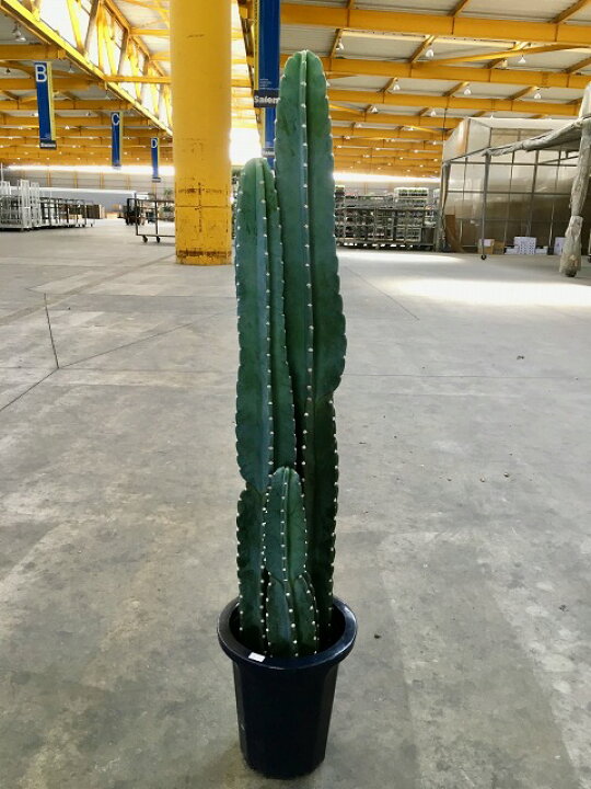 楽天市場】柱サボテン 10号 シャボテン カクタス 販売 苗 苗木 鉢植え  